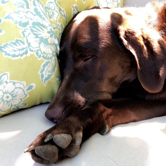 Meet your Posher, Elly - Picture 1 of 1